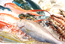 お魚について
